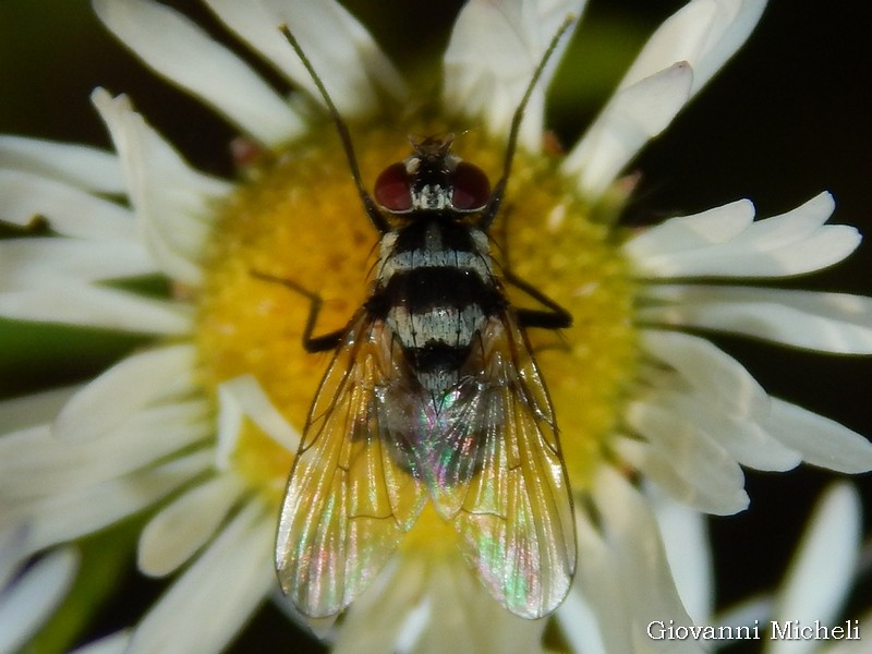 Limnophora obsignata (Muscidae), femmina